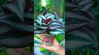 Wandering Jew Plant propagation with zero cost trending propagation shorts [upl. by Aneekan81]