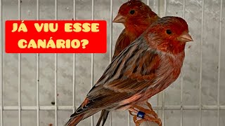 CONHEÇA o CANÁRIO COBRE EUMO [upl. by Sadella]