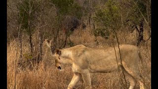 2 Ottawa Lionesses sighting in Western Savannah Reserve  19 September 2024 [upl. by Upton]