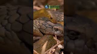 The King Cobra Predator of the Forests [upl. by Adnarrim698]