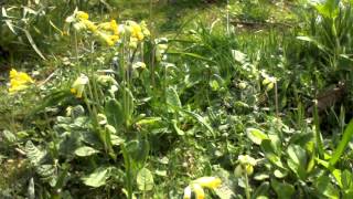 Gloucestershire Cowslips [upl. by Stephanus515]