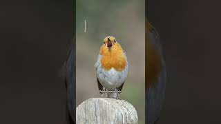 Reconnaître 5 oiseaux par leur chant 🎶😍 [upl. by Llevron34]