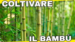 Faccio Le Talee Della Canna Di Bamboo [upl. by Stephenson393]