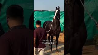 Stallion kaal at pushkar mela 2024 pushkarmela marwarihorse [upl. by Corney]