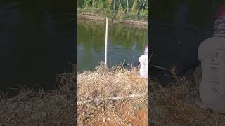 Mancing bandeng mancing ikan bandeng [upl. by Ngo]