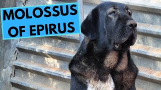 Molossus of Epirus  TOP 10 Interesting Facts [upl. by Nylaret885]