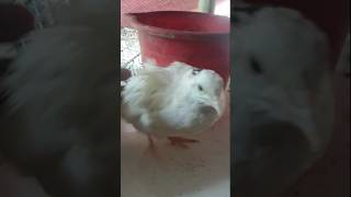 আমার সাদা কয়েল পাখি ট্যা Quailbird WhiteBird viralvideo [upl. by Randy]