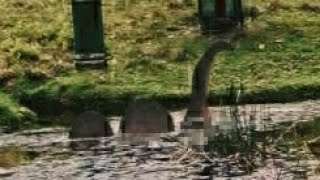 Mysterious creature seen Kerikeri New Zealand Look closely [upl. by Vanzant]