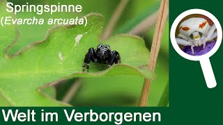 Die Springspinne Evarcha arcuata [upl. by Ognimod]