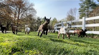 32 baby goat morning stampede [upl. by Rialb388]