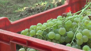 Vendemmia 2024 in Liguria produzione in calo qualità elevata [upl. by Tnecnev]