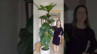 Look how much my Fiddle Leaf Fig has grown Cut a Fiddle Leaf Plant to BRANCH houseplants ficus [upl. by Olgnaed]