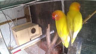 Suara Pancingan Lovebird Ampuh langsung kawin Sampai Tutas [upl. by Lyret84]