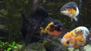 My Red and Black Oranda [upl. by Bremser]