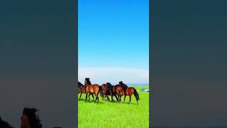 Green steppe so free [upl. by Yesnik980]