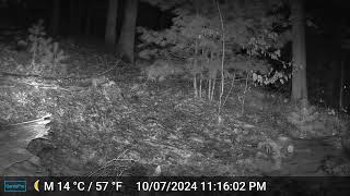 Ashland Trail Cam 10724 Coyote c [upl. by Severen]