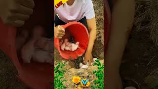 little baby rabbit 🐇🐰 2 day amp New video 📸 viralvideo shorts [upl. by Aral]