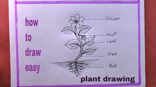 How To Draw a Plant easyParts Of A Plant Drawing [upl. by Eyma263]