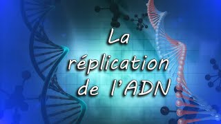 La réplication de lADN [upl. by Oeht521]