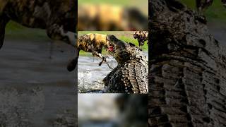 Wild Dogs VS Crocodile Reason Not To Steal Crocodile Meal [upl. by Lienahs]