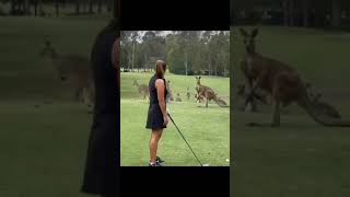 Mob of Kangaroos crash the fairway shorts animals nature [upl. by Rennug335]