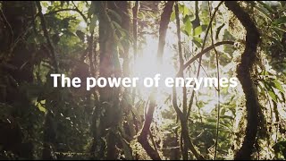 Power of Enzymes  Spanish [upl. by Bentlee]