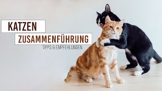 Zusammenführung zwei Katzen und Kitten  Babykatze zieht ein  so klappt es garantiert [upl. by Tohcnarf12]