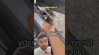 Esse guaxinim 🦝 foi DEMITIDO 🥲😱 shorts [upl. by Nnuahs794]