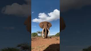 The sound of an elephant [upl. by Dreddy]