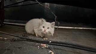 A stray cat with heterochromatic eyes cautiously pokes her head around the corner testing the food [upl. by Pownall]