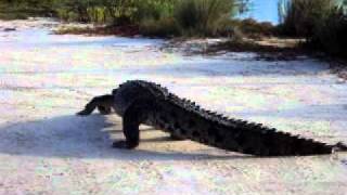 Crocodile walking in San Pedro Ambergris Caye Belize [upl. by Ihsakat]