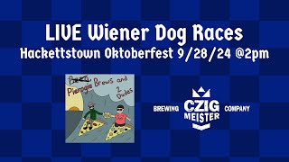 LIVE Wiener Dog Races at Czig Meister Brewery Hackettstown Oktoberfest 92824 [upl. by Ahsekar]