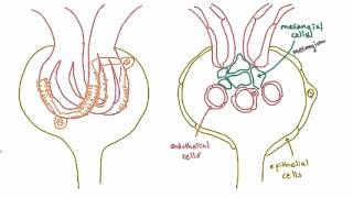 Podocytes  structure and function [upl. by Bristow]