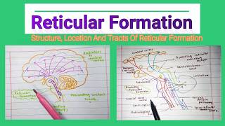 What isare the Structure  Location And Tracts Associated With Reticular Formation  Medico Star [upl. by Yeniar]