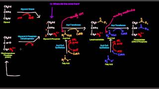 Triglyceride  Triacylglycerol Synthesis [upl. by Gasperoni]