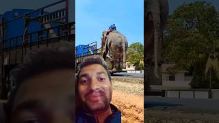 Elephant in track 😨🤔shorts shortfeed shortvedio [upl. by Ailenroc230]