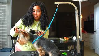 HOW TO GROOM A YORKIE WITH NO EXPERIENCE [upl. by Eisyak]