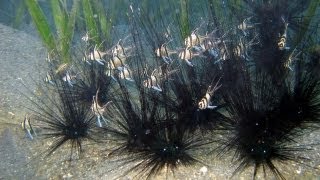 Banggai cardinalfish invasion in Lembeh Strait [upl. by Eineeuq]