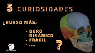 ¿Cuál es el hueso más duro  5 curiosidades sobre el cráneo [upl. by Anaic611]