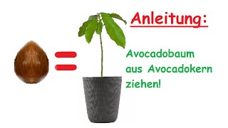 Avocado Pflanze aus Kern selber ziehen – Avocadobaum züchten – DIY Anleitung amp Tipps [upl. by Galan]