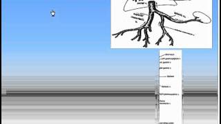 12Blood Circulations3Portal Circulation Anatomy Intro Dr Ahmed Kamal [upl. by Jorey]