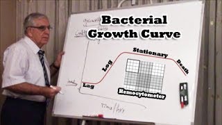 Bacterial Growth Curve  منحنى نمو البكتيريا [upl. by Aral767]