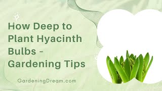 How Deep to Plant Hyacinth Bulbs – Gardening Tips [upl. by Olli112]