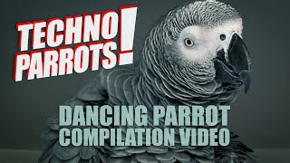 TECHNO PARROTS  Dancing parrot compilation cute and funny parrots raving on techno music [upl. by Modie156]