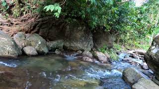 4K Forest River Sounds  Nature Scene for Relaxation  Gentle River Sounds for Sleep amp Meditation [upl. by Neerihs]