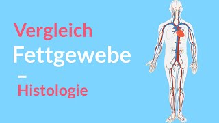 Vergleich von weißen und braunen Fettgewebe 🤓 Univakouläre vs Plurivakouläre Fettzellen Histologie [upl. by Negaem]