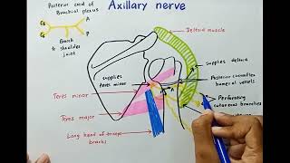 Axillary Nerve  Origin Course Branches Innervation  Anatomy [upl. by Obediah770]