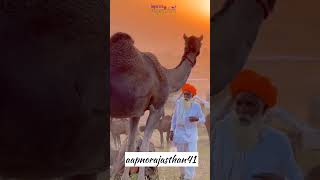 Ek baar aao jawai ji Original Song 🎧♥️pushkarcamelfair pushkarfilms aapnorajasthan [upl. by Tterag]