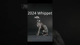 2024 whippet and 5000bce whippet animals trending [upl. by Sadoc]