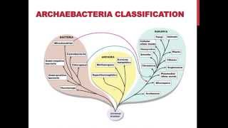 Classifications of archaebacteria [upl. by Elokin]